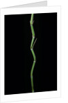 Phyllostachys aureosulcata (yellow groove bamboo) by Anonymous