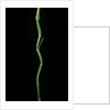 Phyllostachys aureosulcata (yellow groove bamboo) by Anonymous