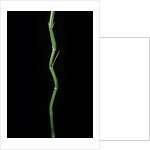Phyllostachys aureosulcata (yellow groove bamboo) by Anonymous