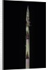 Phyllostachys aureosulcata 'Aureocaulis' (yellow groove bamboo) - shoot by Anonymous