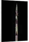 Phyllostachys aureosulcata 'Aureocaulis' (yellow groove bamboo) - shoot by Anonymous