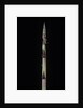 Phyllostachys aureosulcata 'Aureocaulis' (yellow groove bamboo) - shoot by Anonymous