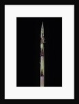 Phyllostachys aureosulcata 'Aureocaulis' (yellow groove bamboo) - shoot by Anonymous