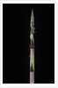 Phyllostachys aureosulcata 'Aureocaulis' (yellow groove bamboo) - shoot by Anonymous