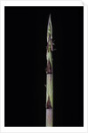Phyllostachys aureosulcata 'Aureocaulis' (yellow groove bamboo) - shoot by Anonymous
