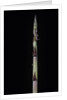 Phyllostachys aureosulcata 'Aureocaulis' (yellow groove bamboo) - shoot by Anonymous