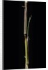 Phyllostachys aureosulcata 'Aureocaulis' (yellow groove bamboo) - shoot by Anonymous