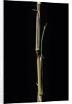 Phyllostachys aureosulcata 'Aureocaulis' (yellow groove bamboo) - shoot by Anonymous