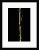 Phyllostachys aureosulcata 'Aureocaulis' (yellow groove bamboo) - shoot by Anonymous