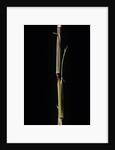 Phyllostachys aureosulcata 'Aureocaulis' (yellow groove bamboo) - shoot by Anonymous