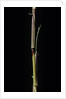 Phyllostachys aureosulcata 'Aureocaulis' (yellow groove bamboo) - shoot by Anonymous