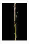 Phyllostachys aureosulcata 'Aureocaulis' (yellow groove bamboo) - shoot by Anonymous