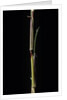 Phyllostachys aureosulcata 'Aureocaulis' (yellow groove bamboo) - shoot by Anonymous