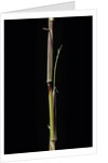 Phyllostachys aureosulcata 'Aureocaulis' (yellow groove bamboo) - shoot by Anonymous