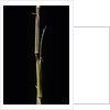 Phyllostachys aureosulcata 'Aureocaulis' (yellow groove bamboo) - shoot by Anonymous