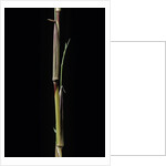 Phyllostachys aureosulcata 'Aureocaulis' (yellow groove bamboo) - shoot by Anonymous