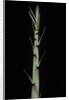 Phyllostachys aureosulcata 'Aureocaulis' (yellow groove bamboo) - shoot by Anonymous
