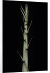 Phyllostachys aureosulcata 'Aureocaulis' (yellow groove bamboo) - shoot by Anonymous