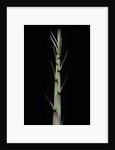 Phyllostachys aureosulcata 'Aureocaulis' (yellow groove bamboo) - shoot by Anonymous