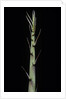 Phyllostachys aureosulcata 'Aureocaulis' (yellow groove bamboo) - shoot by Anonymous