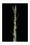 Phyllostachys aureosulcata 'Aureocaulis' (yellow groove bamboo) - shoot by Anonymous