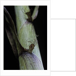 Phyllostachys aureosulcata 'Spectabilis' (showy yellow groove bamboo) - detail of the sheath by Anonymous