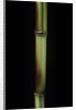 Phyllostachys aureosulcata 'Spectabilis' (showy yellow groove bamboo) by Anonymous