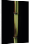 Phyllostachys aureosulcata 'Spectabilis' (showy yellow groove bamboo) by Anonymous