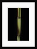 Phyllostachys aureosulcata 'Spectabilis' (showy yellow groove bamboo) by Anonymous