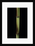 Phyllostachys aureosulcata 'Spectabilis' (showy yellow groove bamboo) by Anonymous