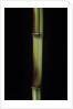 Phyllostachys aureosulcata 'Spectabilis' (showy yellow groove bamboo) by Anonymous