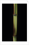 Phyllostachys aureosulcata 'Spectabilis' (showy yellow groove bamboo) by Anonymous
