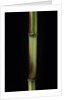 Phyllostachys aureosulcata 'Spectabilis' (showy yellow groove bamboo) by Anonymous