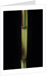 Phyllostachys aureosulcata 'Spectabilis' (showy yellow groove bamboo) by Anonymous