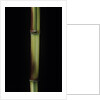 Phyllostachys aureosulcata 'Spectabilis' (showy yellow groove bamboo) by Anonymous
