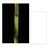 Phyllostachys aureosulcata 'Spectabilis' (showy yellow groove bamboo) by Anonymous