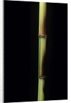 Phyllostachys aureosulcata 'Spectabilis' (showy yellow groove bamboo) by Anonymous