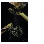 Phyllostachys bambusoides (Japanese timbler bamboo) - detail of the shoot by Anonymous