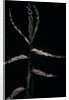 Phyllostachys bambusoides (Japanese timbler bamboo) - shoot by Anonymous