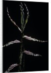 Phyllostachys bambusoides (Japanese timbler bamboo) - shoot by Anonymous