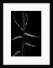 Phyllostachys bambusoides (Japanese timbler bamboo) - shoot by Anonymous