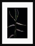 Phyllostachys bambusoides (Japanese timbler bamboo) - shoot by Anonymous