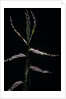 Phyllostachys bambusoides (Japanese timbler bamboo) - shoot by Anonymous