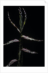 Phyllostachys bambusoides (Japanese timbler bamboo) - shoot by Anonymous