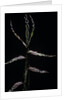 Phyllostachys bambusoides (Japanese timbler bamboo) - shoot by Anonymous