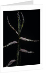 Phyllostachys bambusoides (Japanese timbler bamboo) - shoot by Anonymous