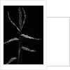 Phyllostachys bambusoides (Japanese timbler bamboo) - shoot by Anonymous
