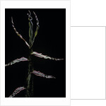 Phyllostachys bambusoides (Japanese timbler bamboo) - shoot by Anonymous