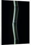 Phyllostachys bambusoides (Japanese timbler bamboo) by Anonymous