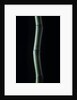 Phyllostachys bambusoides (Japanese timbler bamboo) by Anonymous